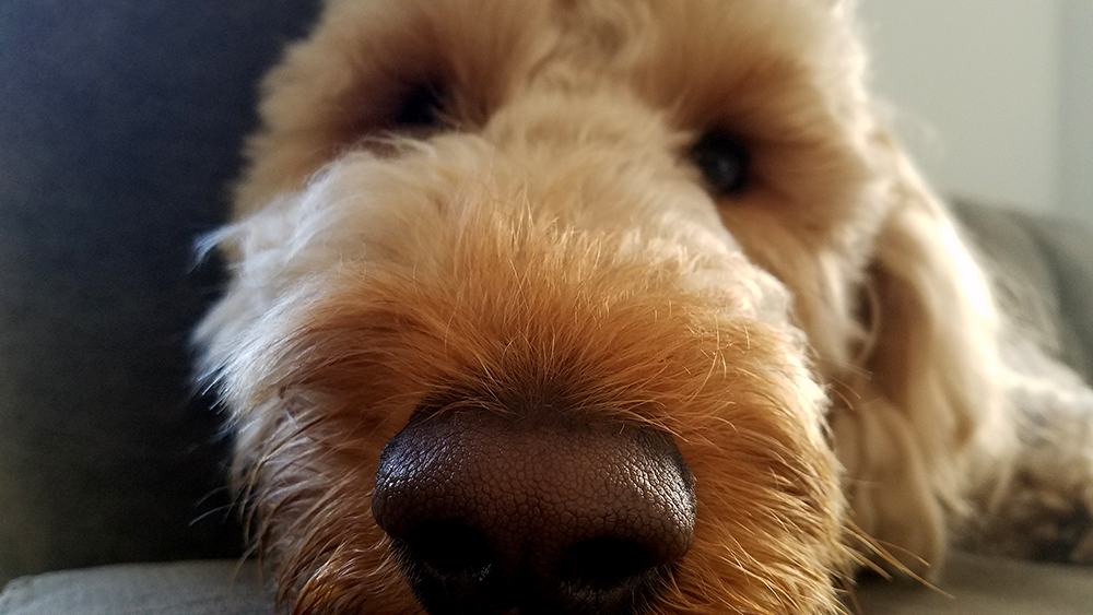 Charlie's little nose